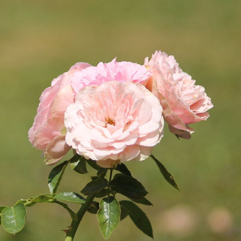 Kunstdruck Leinwand Quadratisch rosa Wildrose II