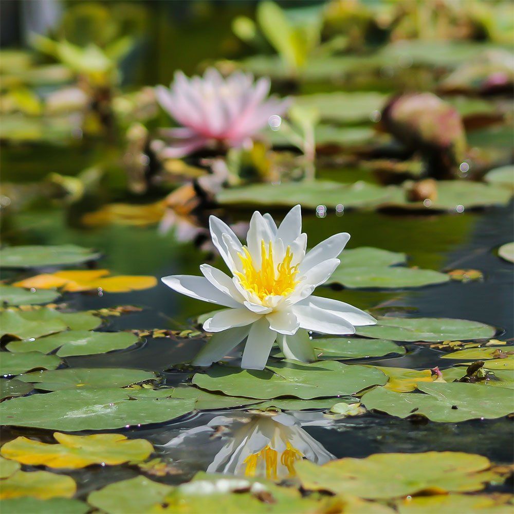 Kunstdruck auf Leinwand Quadratisch Seerosen Kunstdruck auf Leinwand Quadratisch Seerosen