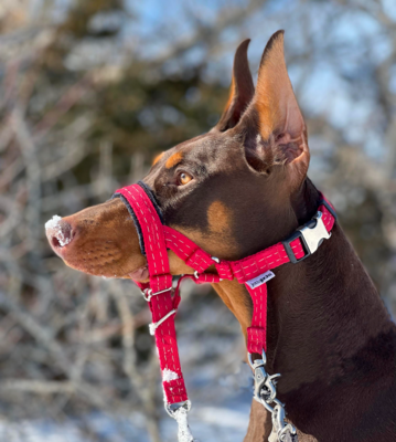 ULTIMATE HEAD HARNESS  plus matching  3/4" DOUBLE HANDLE LEASH