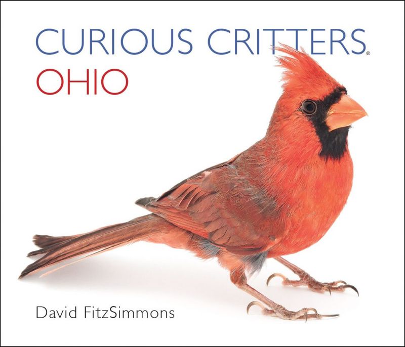 Curious Critters Ohio by David FitzSimmons