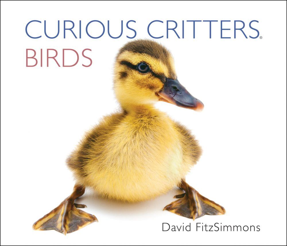 Curious Critters Birds by David FitzSimmons