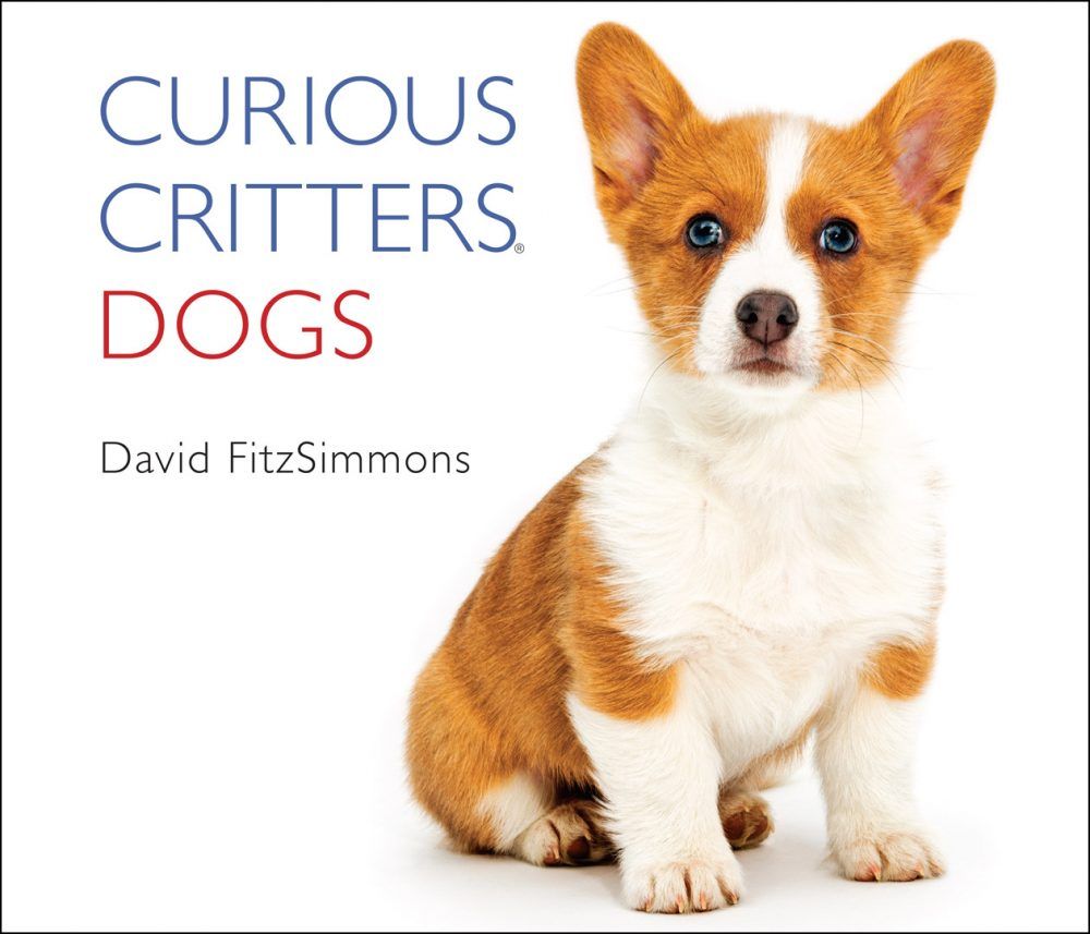 Curious Critters Dogs by David FitzSimmons