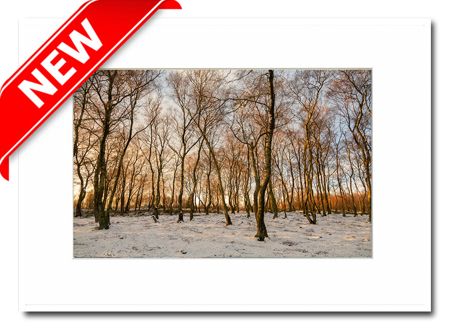 A4 Mounted Print - Snowy Birch Trees