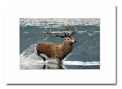 Wildlife