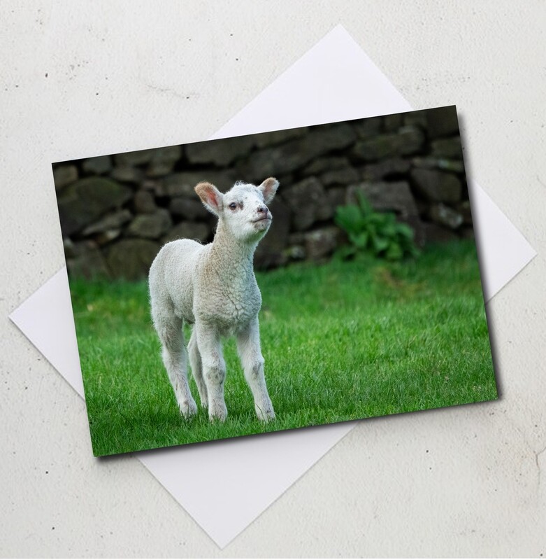 Greeting Card - Spring Lamb