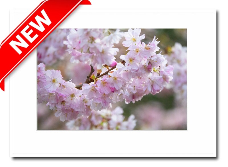 A4 Mounted Print - Spring Blossom