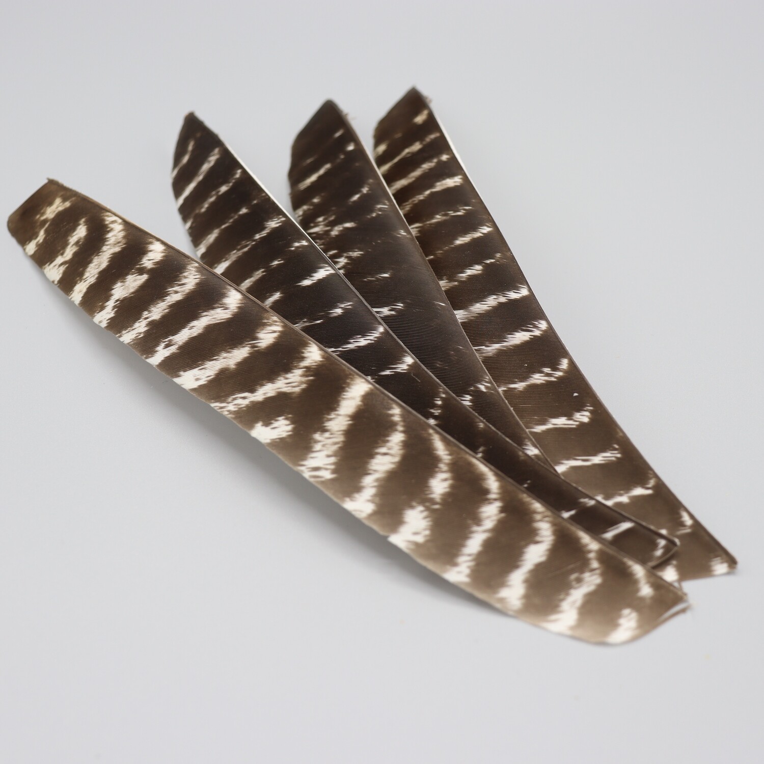 Plumes Entières Dindon Naturelles