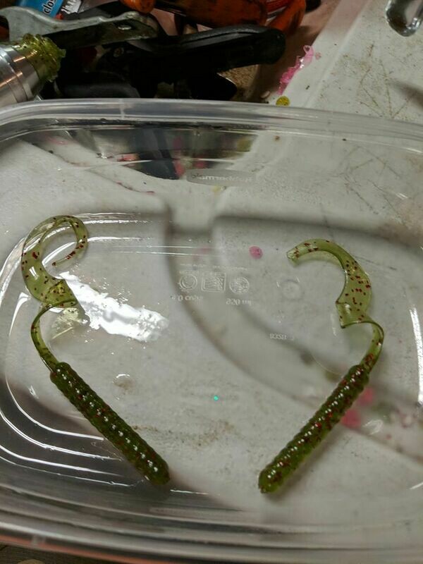 RIBBON WORM