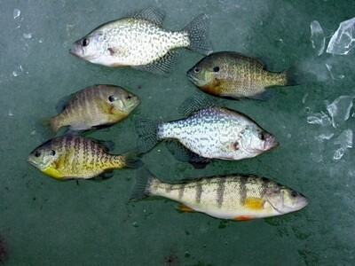 PANFISH/TROUT BAITS