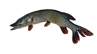 PIKE/MUSKIE BAITS