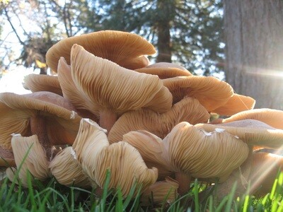 Real Mushrooms #1, 8.5x11 Print