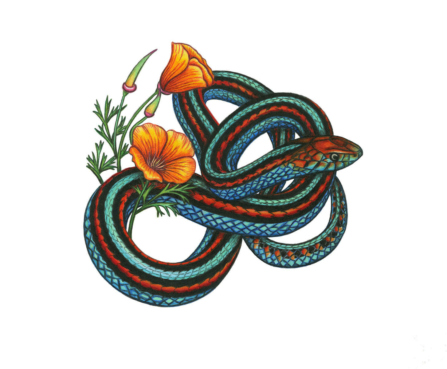San Francisco Garter Snake, 8.5x11 Print San Francisco Garter Snake, 8.5x11 Print