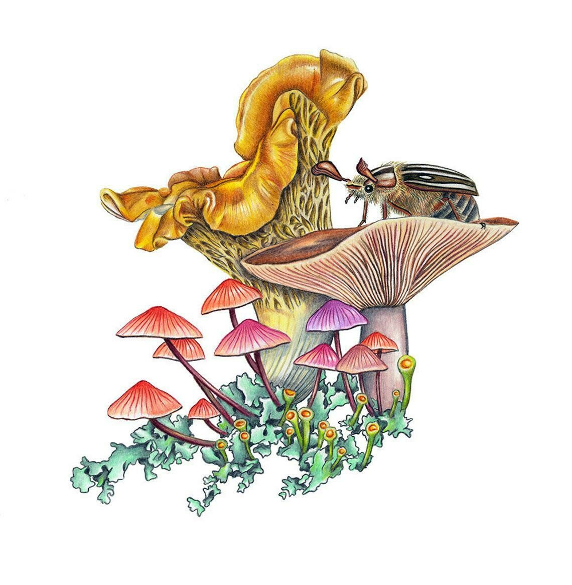 Miniature World (mushroom), 8.5x11 Print