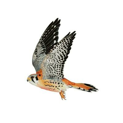 American Kestrel,  8.5x11 Print
