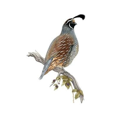 California Quail, 8.5x11 Print