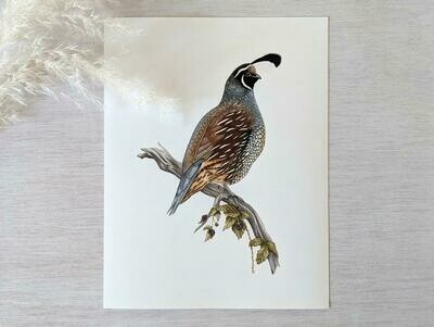 California Quail, 8.5x11 Print