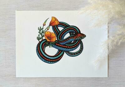 San Francisco Garter Snake, 8.5x11 Print