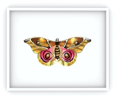 Moth #1 Art Print, Ochre/Pink (MO-PR-001)