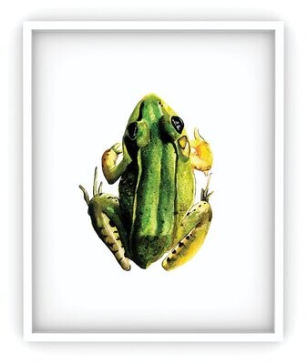 Frog Art Print (RE-PR-001)