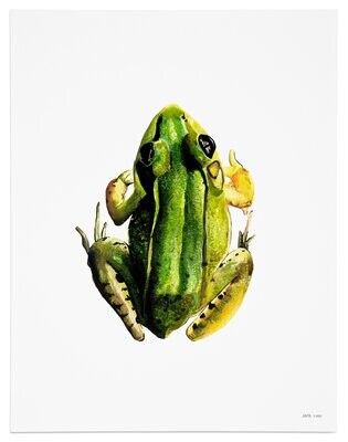 Frog Art Print (RE-PR-001)