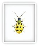 Cucumber Beetle Art Print (IN-PR-007)