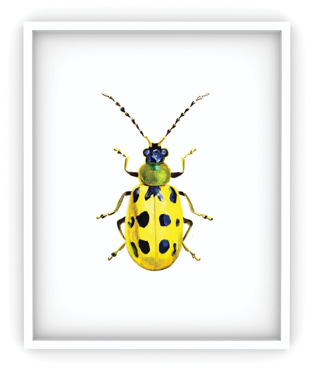 Cucumber Beetle Art Print (IN-PR-007)