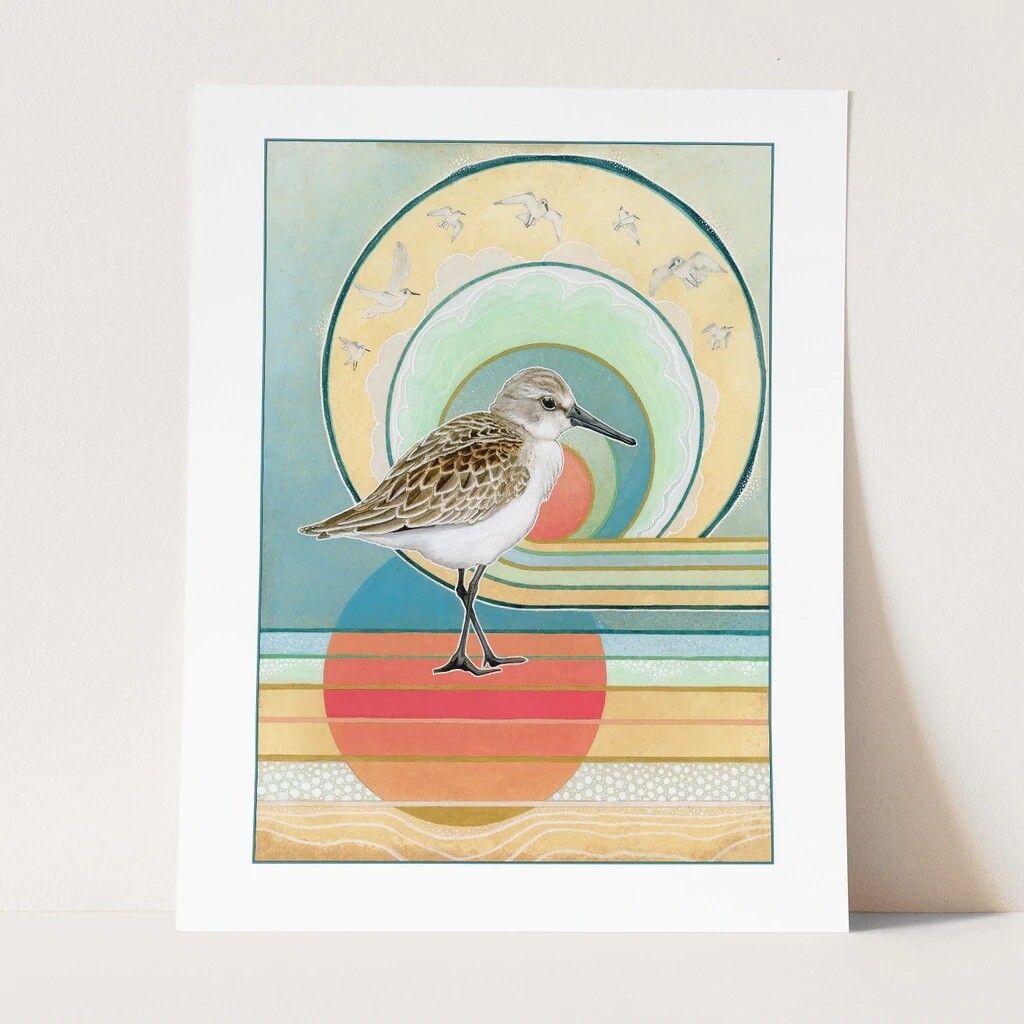 Western Sandpiper #2 8x10 Print