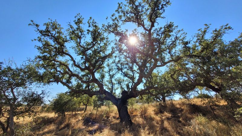 Gaia Healing Weihe Gaia Healing Weihe