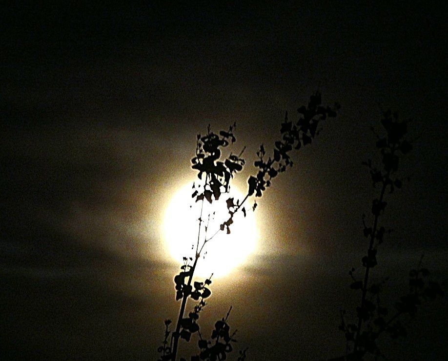 13 Tägliche Heilenergieübertragungen 13 Tägliche Heilenergieübertragungen