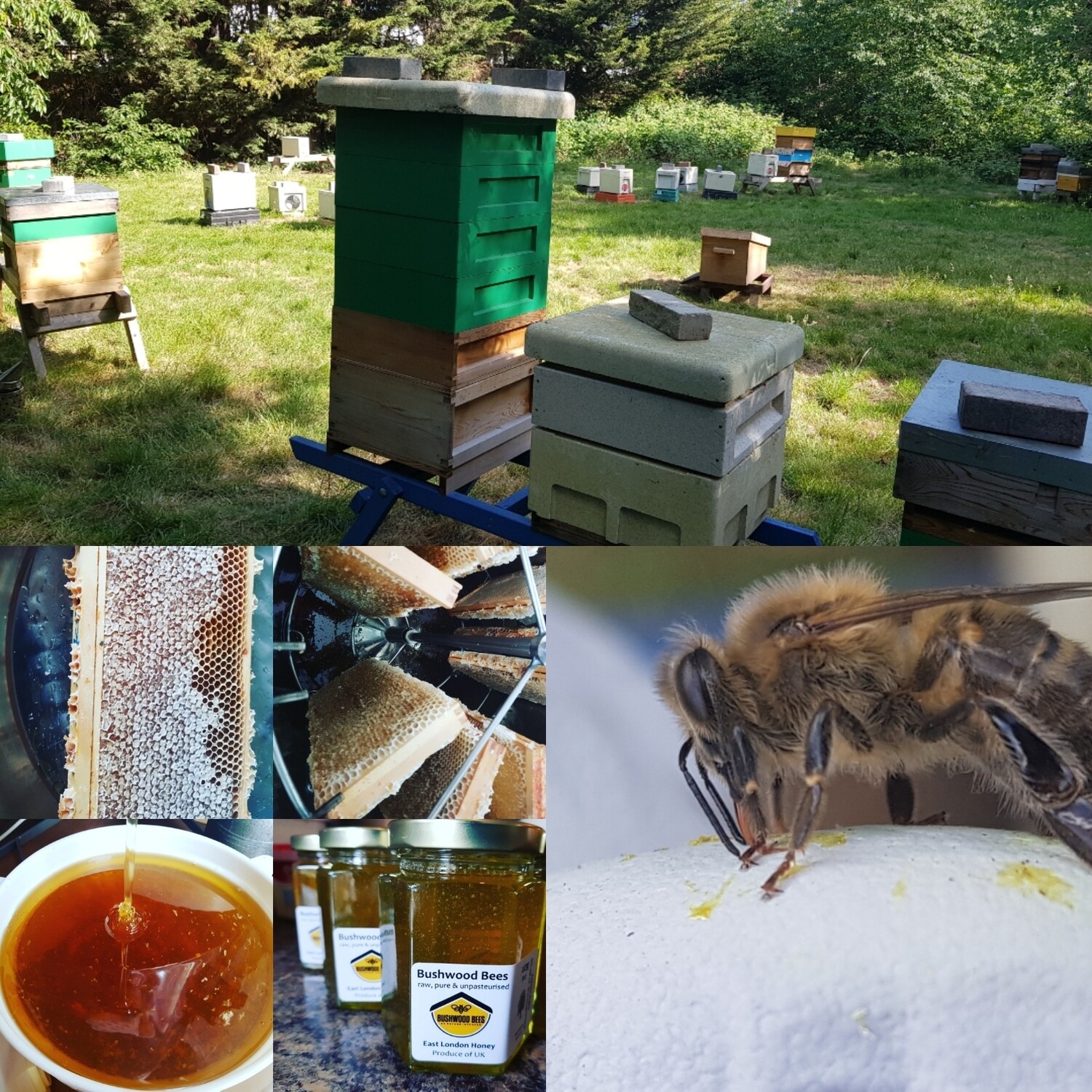 Nucleus colony of local honey bees