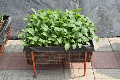 FresHerbal Vegies Package