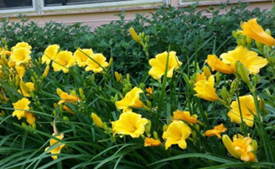 Seasonal flowering plants