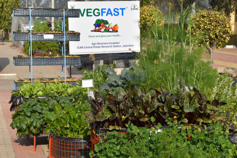 FresHerbal Home Garden Services