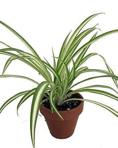 FresHerbal Home Interiors Herbs