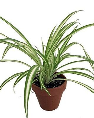 FresHerbal Home Interiors Herbs