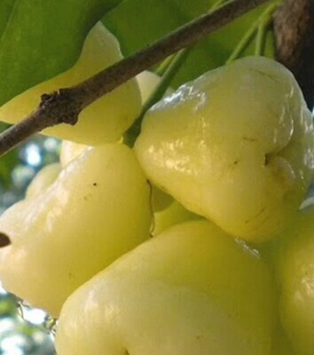 FresHerbal Vegetable and Fruit Plants