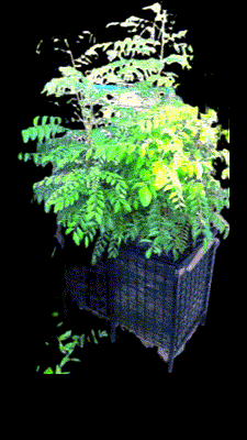 FresHerbal Forest Planters