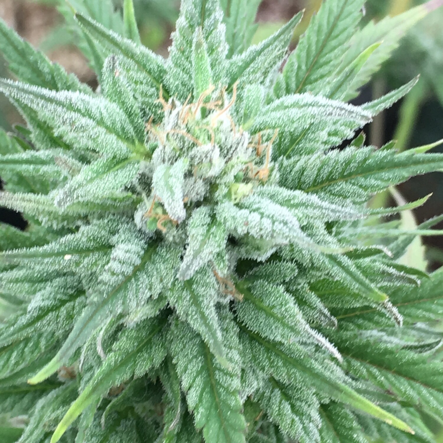 Free Cannabis Seeds