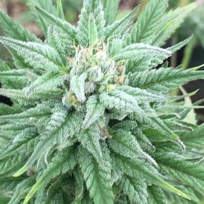 Free Cannabis Seeds