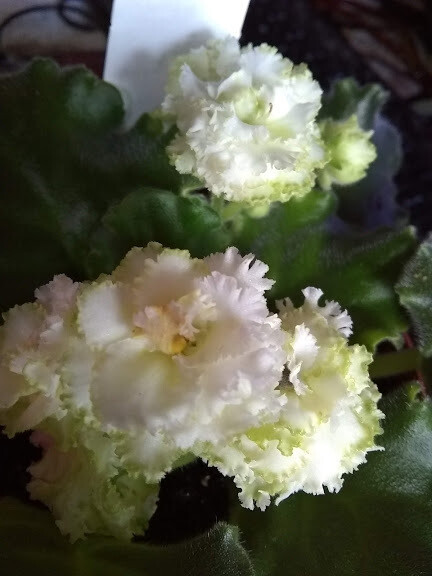 Harmony's Lime and Salt