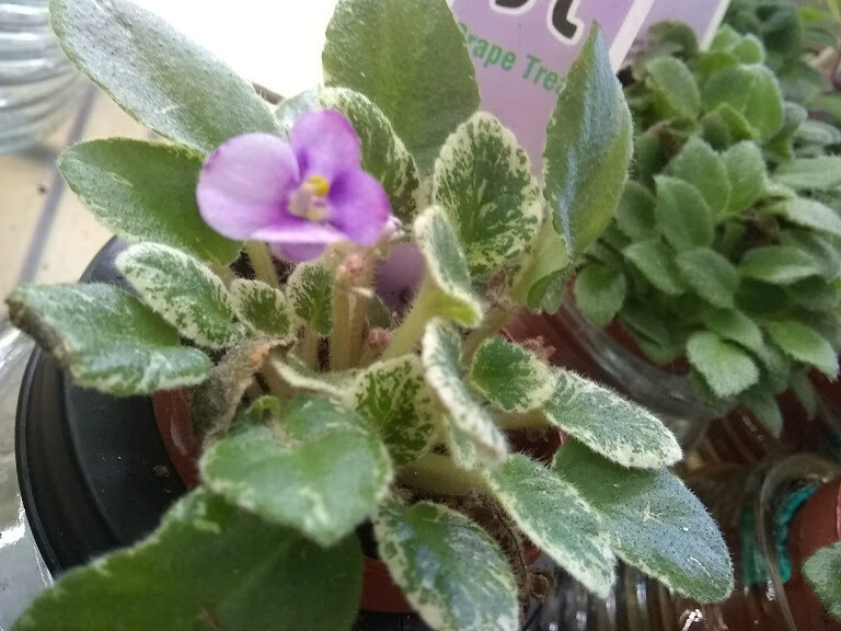 Grape Treat