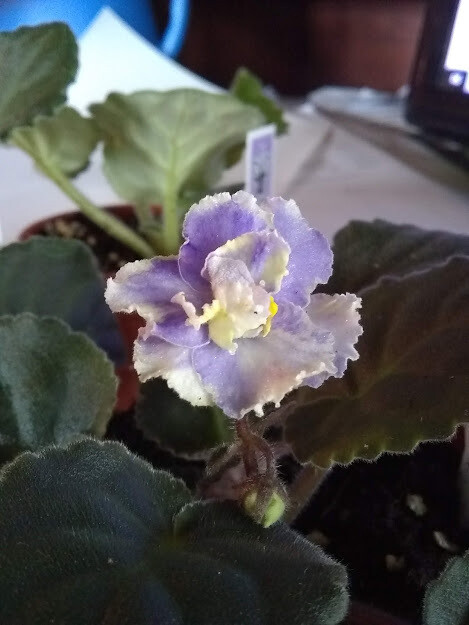 Harmony's Cotton Candy