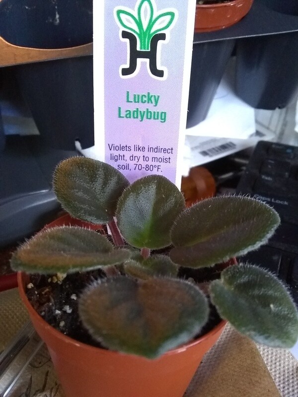 Lucky Ladybug