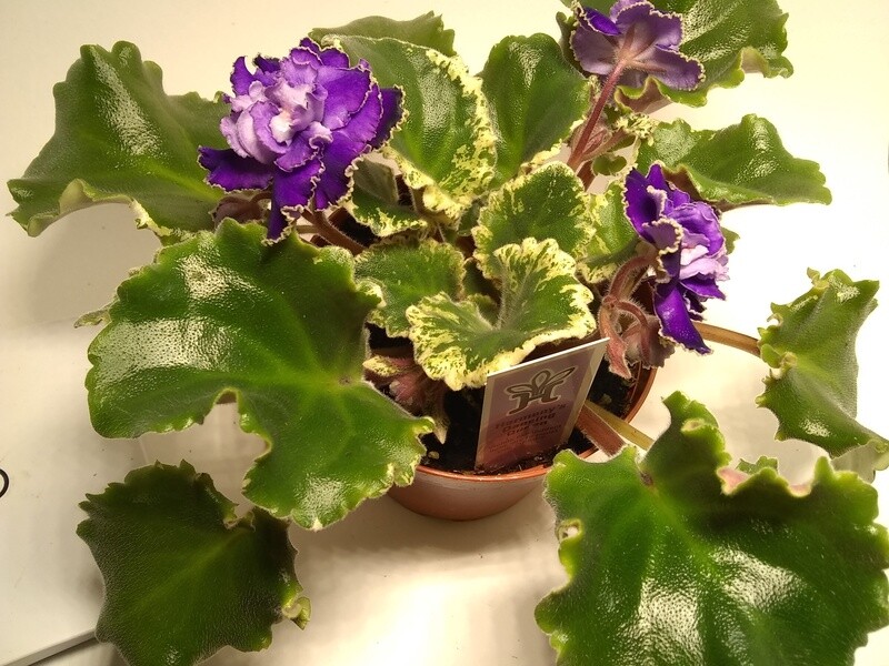 Harmony's Dancing Queen