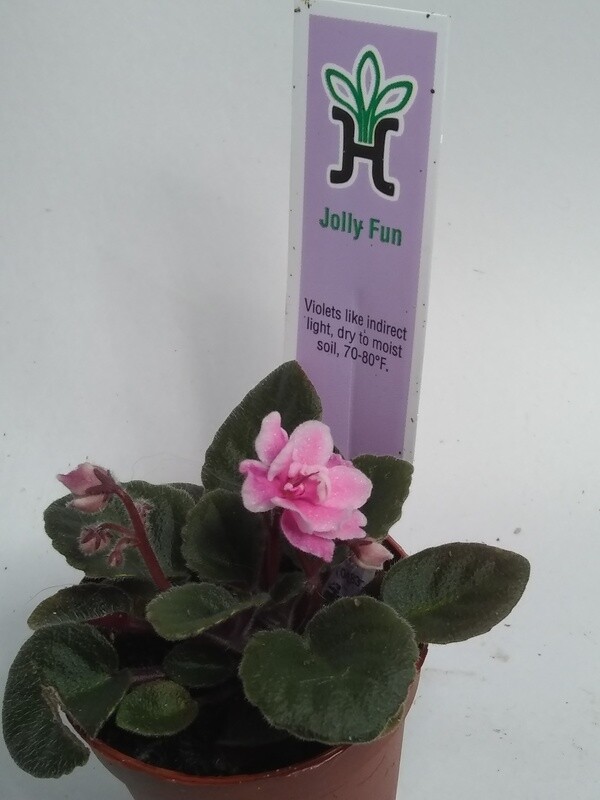 Jolly Fun