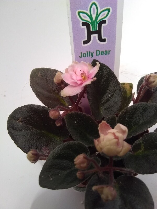 Jolly Dear