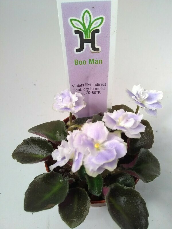 Boo Man