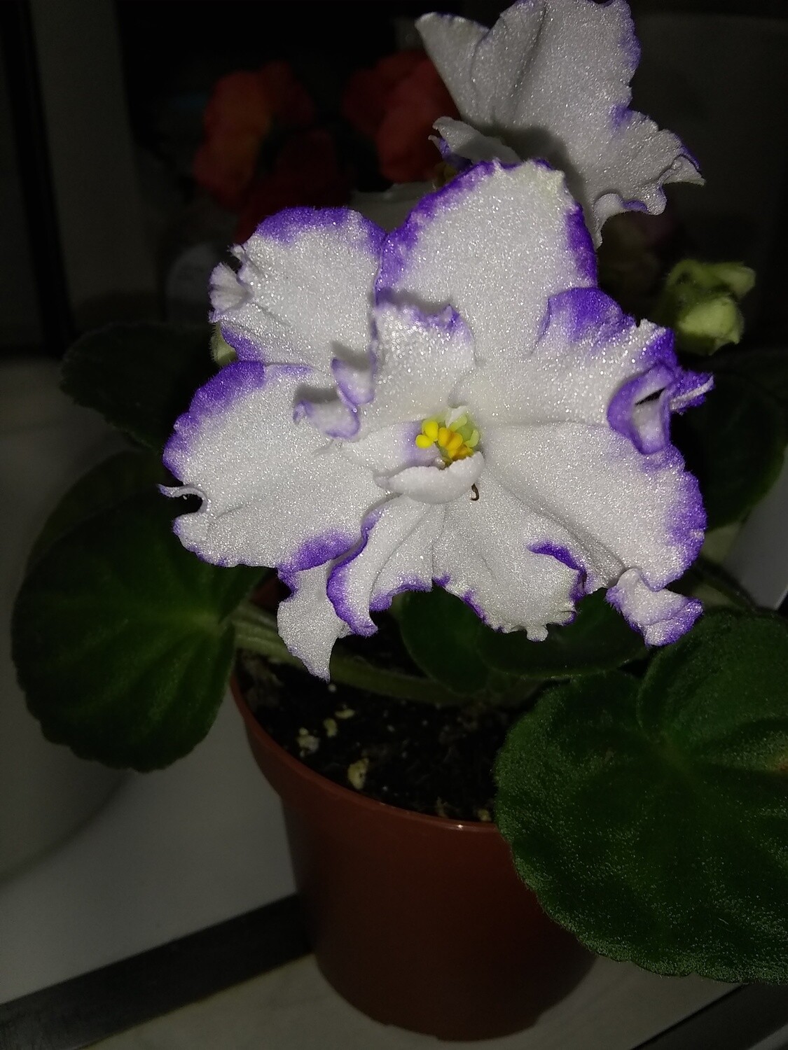 Arctic Frost