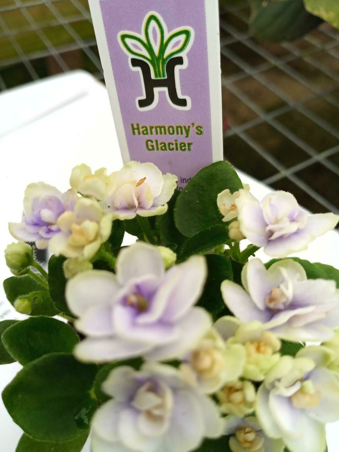 Harmony&#39;s Glacier