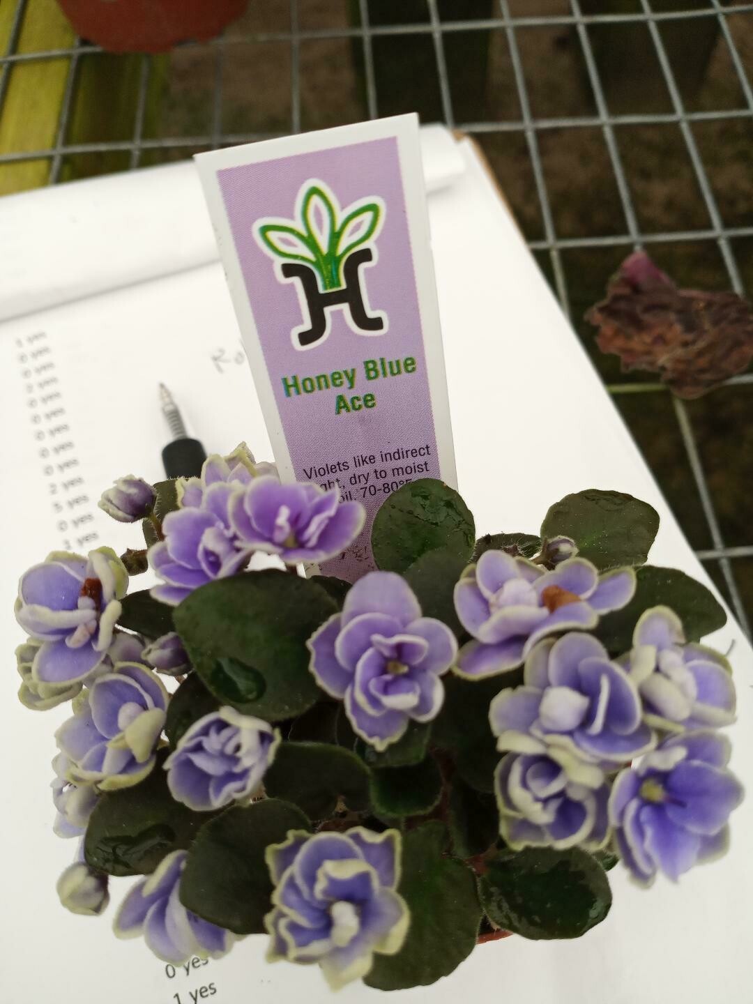 Honey Blue Ace